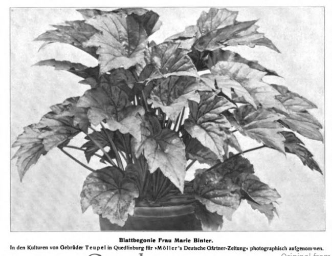 B. ‘Frau Marie Binter’